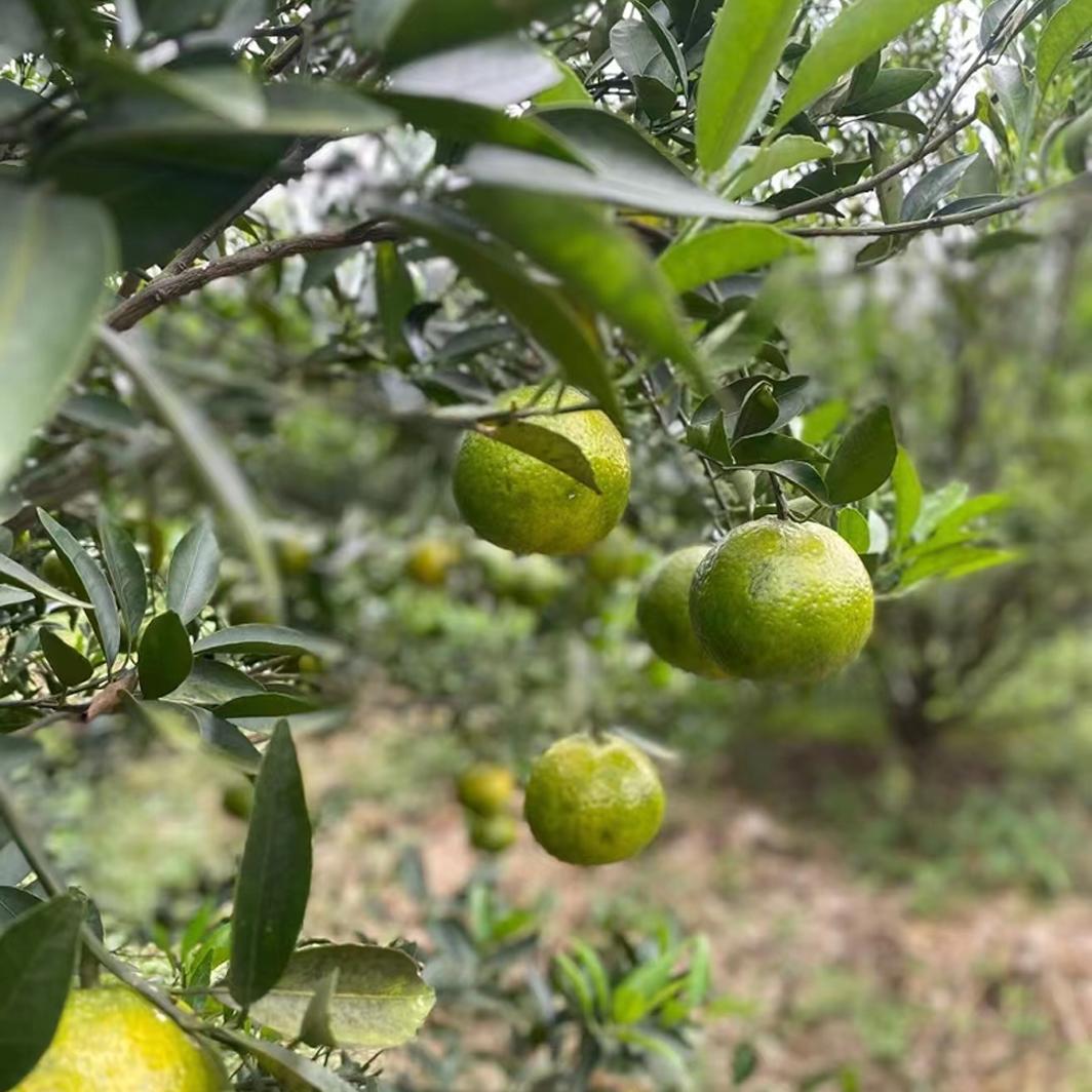 广东三宝新会干仓日晒大红陈皮干