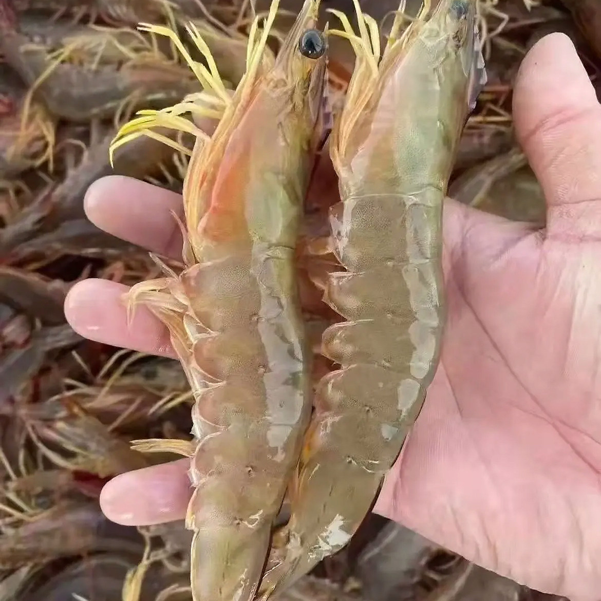 12-13只野生带膏明虾 只只有膏 北海大明虾 青背虾 白虾 顺丰
