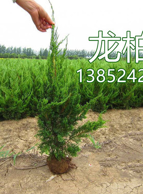 柏树树苗 塔柏 侧柏树苗扁柏圆柏 宝塔松 龙柏松柏树苗绿化四季青