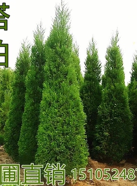 柏树苗 塔柏 扁柏侧柏龙柏 圆柏宝塔松 蜀桧 耐寒松柏树苗四季青