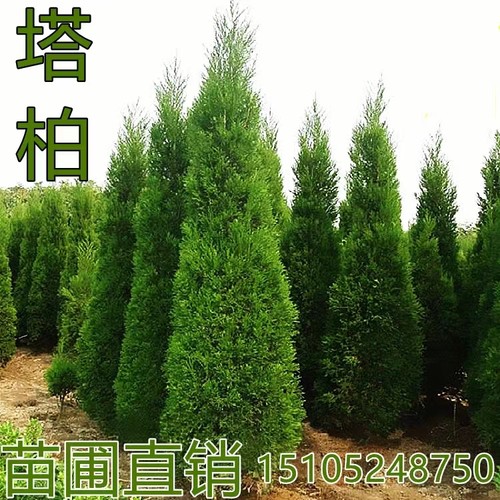 柏树苗 塔柏 扁柏侧柏龙柏 圆柏宝塔松 蜀桧 耐寒松柏树苗四季青