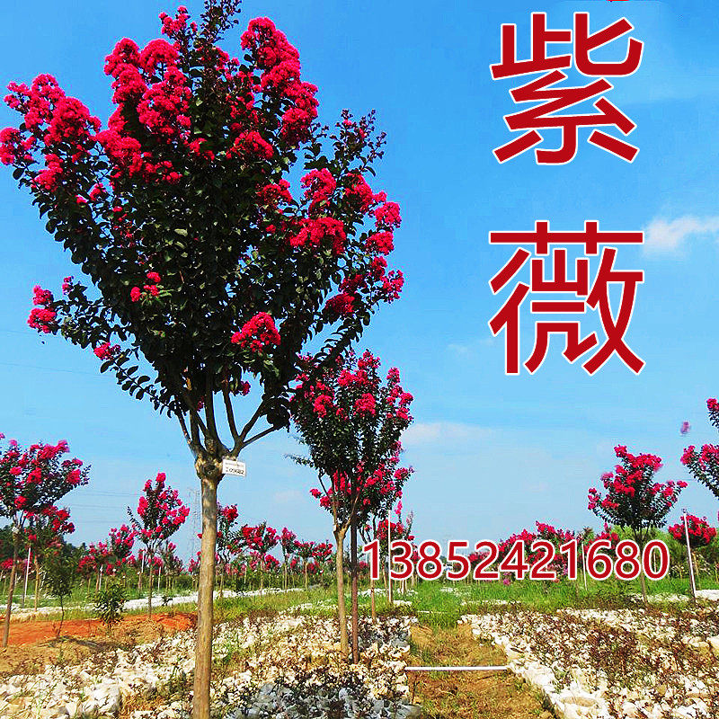 美国红火箭紫薇树苗 庭院紫薇花树苗 百日红红花紫薇花期超长