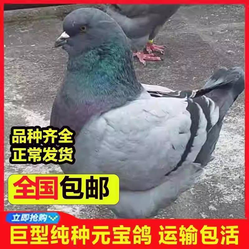 正宗元宝鸽子活体一对特大型圆环鸟