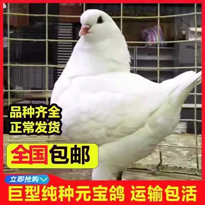 元宝鸽子种鸽青年鸽活体一对大体巨型元宝观赏鸽肉鸽信鸽包活到家