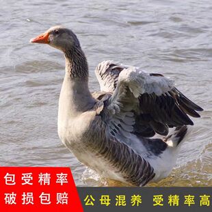 朗德鹅种蛋受精蛋可孵化纯种灰鹅雁鹅种蛋大种鹅蛋高产满12枚