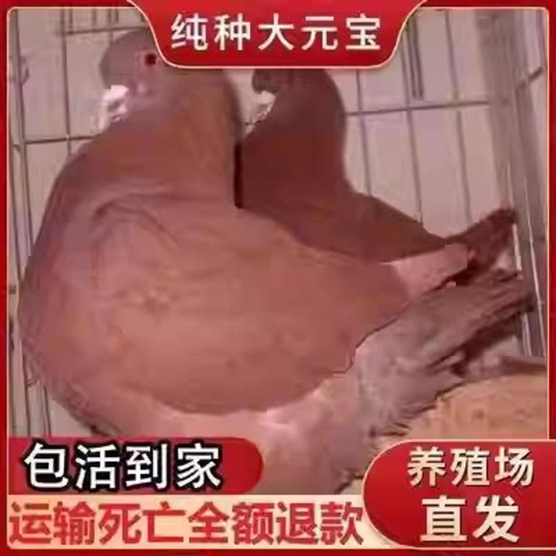 元宝鸽纯种正宗巨型元宝一对一公鸟