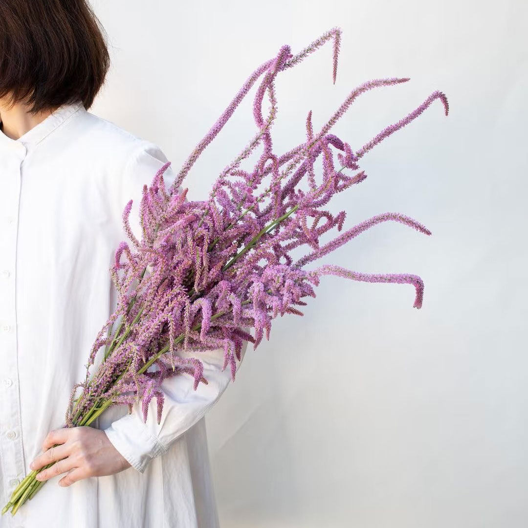 补血草丘比特鲜花室内水培家用插花婚庆装饰云南基地直发花期长