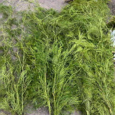 藤石松鲜切花舒筋草婚庆派对装饰