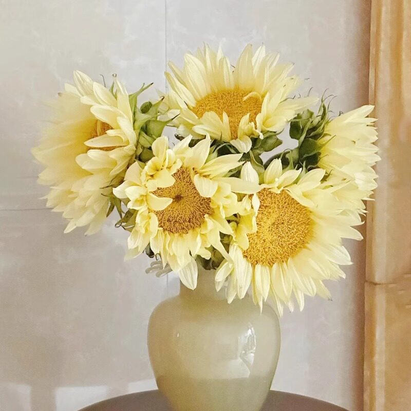 奶油向日葵鲜花云南直发水培插花图片