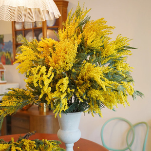 圣诞花细叶金合欢鲜花束鲜切花植物插花家用节日礼物云南基地直发
