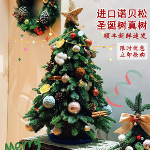 进口诺贝松圣诞树新鲜真树diy小型家用摆件圣诞节装饰节日礼物
