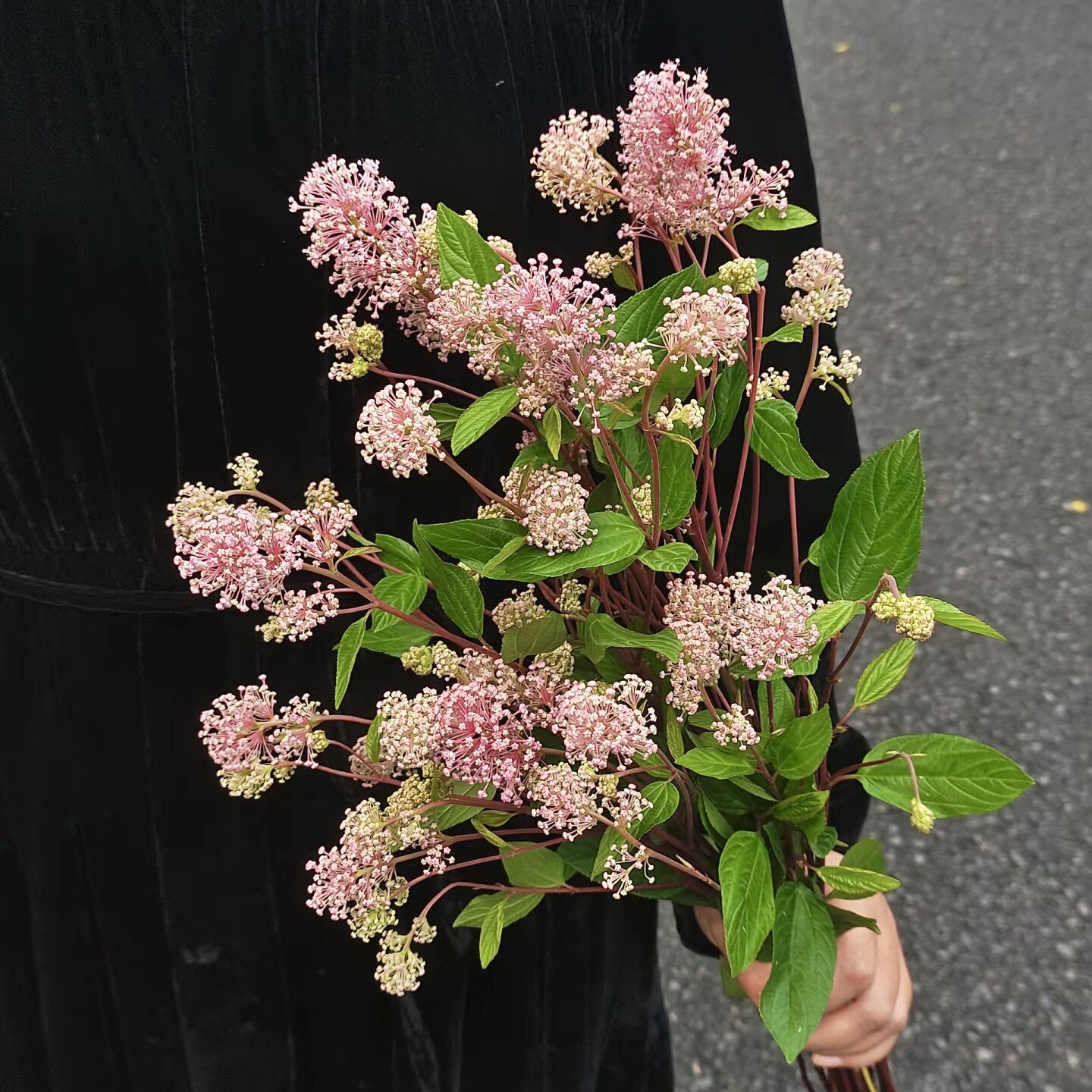 美洲茶鲜花室内水培植物家用插花云南基地直发鲜切花婚庆花材配花