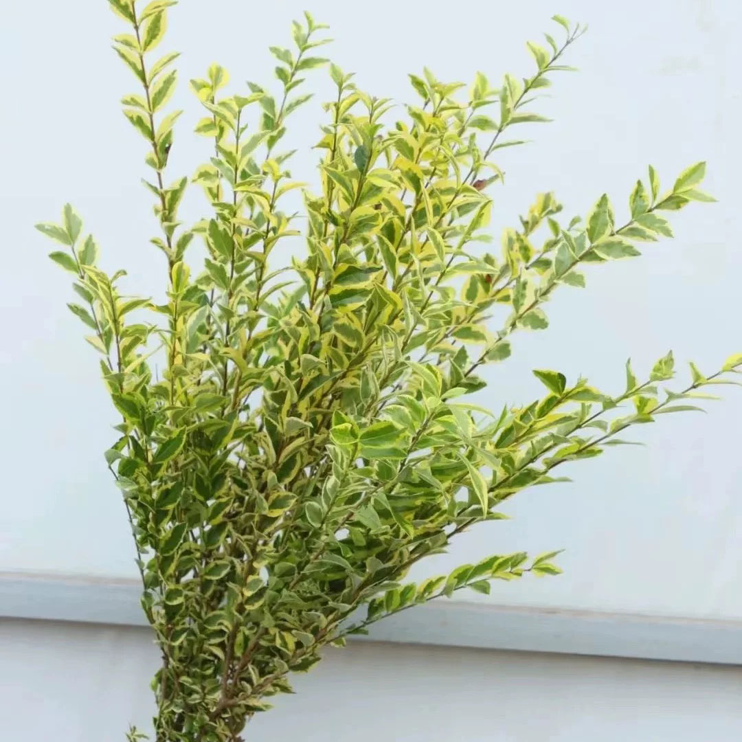 金边黄杨叶鲜花室内水培植物家用插花婚庆装饰花材云南基地直发