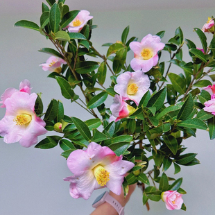 山茶花鲜切花粉色带花苞水培鲜切花家庭室内装饰插花鲜花云南直发
