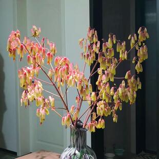 天灯鲜花室内水培植物家用插花不死鸟鲜切花云南基地直发小众高级