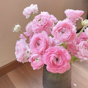 洋牡丹鲜花花束真花家用插花室内水培花卉云南直发花期超长鲜切花