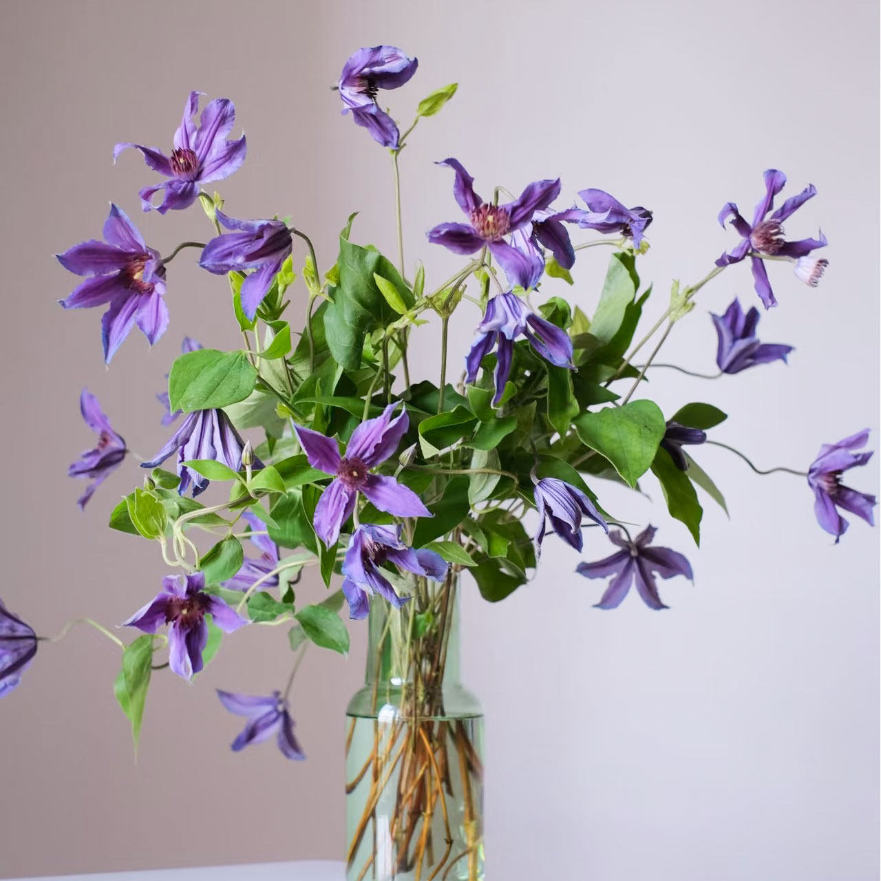 铁线莲鲜切花室内水培小众花材真花紫色花束鲜花云南直发插花顺丰