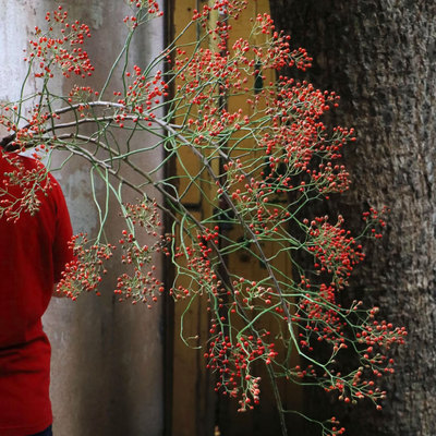 秋色山归来鲜切枝水培植物鲜花