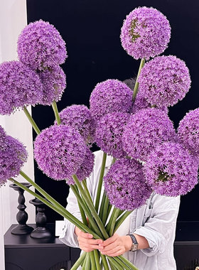 荷兰进口大花葱鲜花室内水培植物家用插花云南直发紫色大葱花顺丰