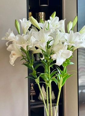 铁炮百合花鲜花白色亚百合室内水培植物家用插花云南基地直发切花