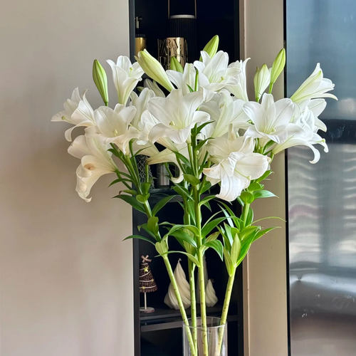 铁炮百合花鲜花白色亚百合室内水培植物家用插花云南基地直发切花