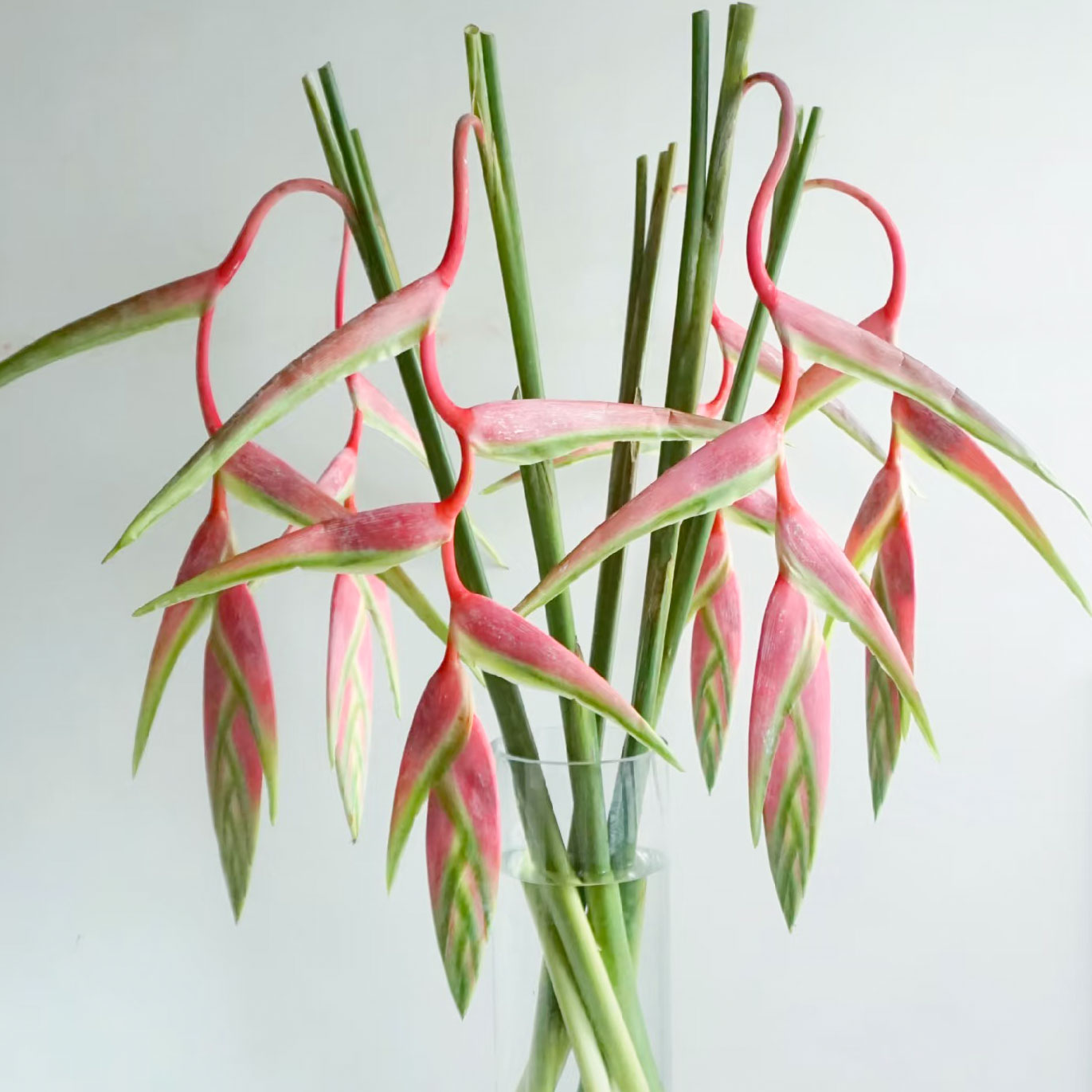 粉色吊鸟鲜切花水培插花蝎尾蕉