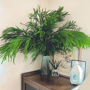 天竺少女松鲜切枝柳杉鲜花云南直发水培植物圣诞节装饰diy圣诞树