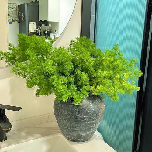 蓬莱松鲜花真花配叶室内水培插花