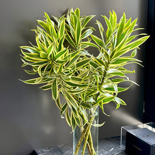 金边百合竹鲜花室内水培植物家用插花云南基地直发花期长鲜切花
