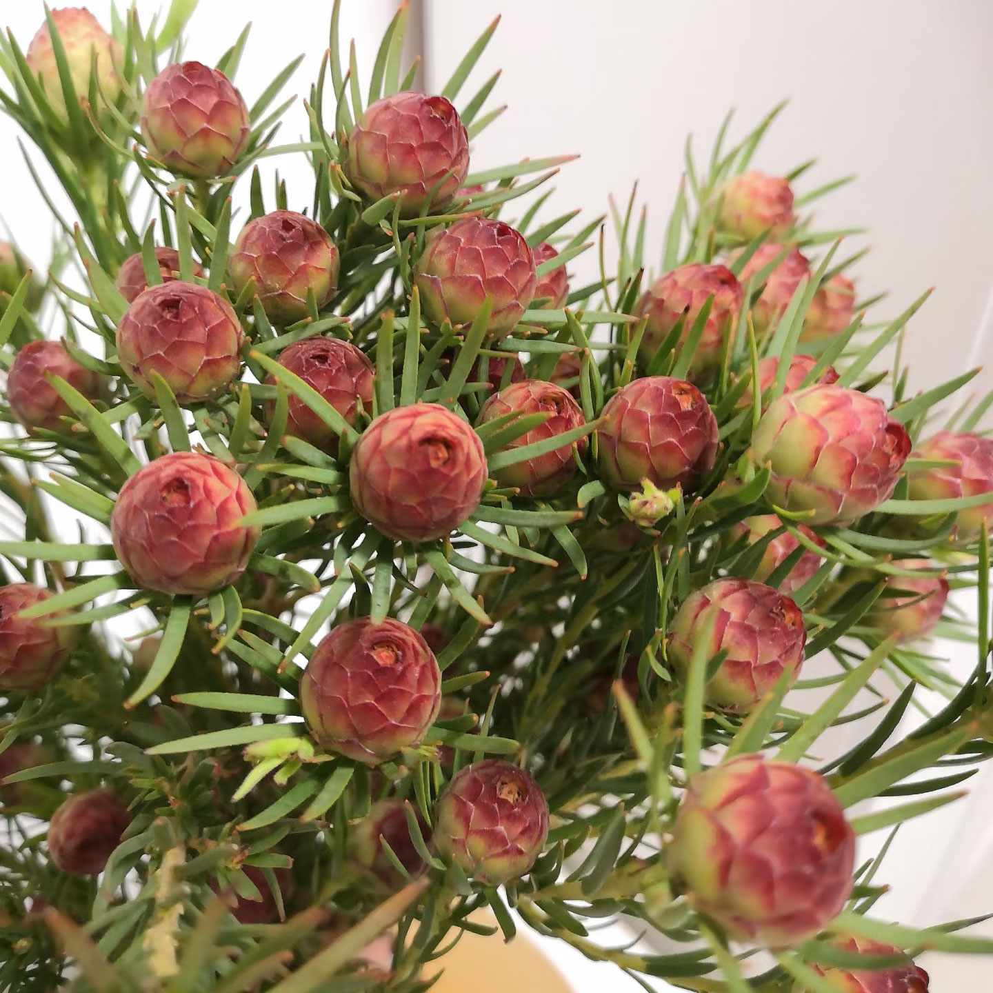 澳洲郁金香果鲜花水培植物插花