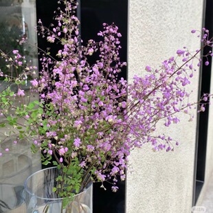 唐松草鲜花室内水培植物家用插花云南基地直发小众花材配花顺丰