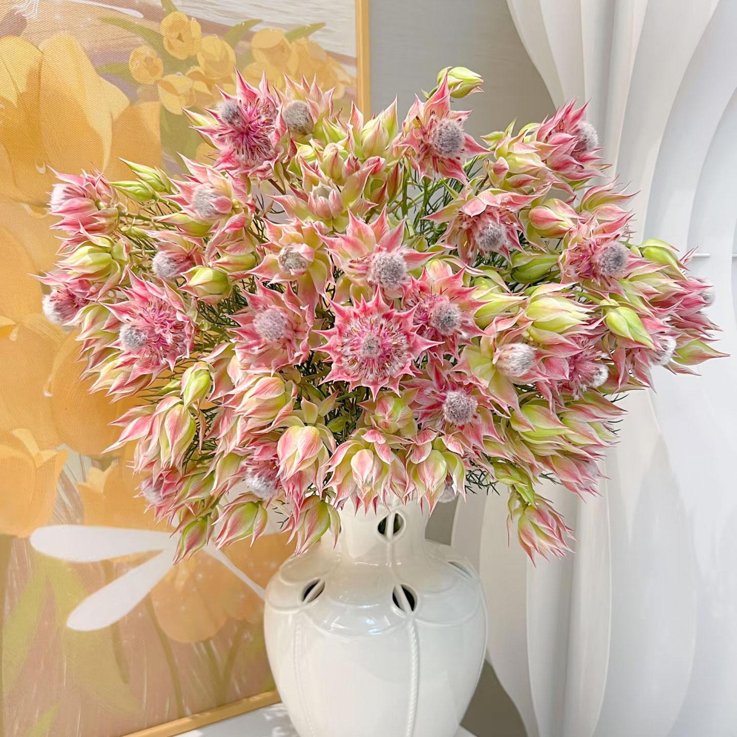 南非进口新娘花鲜花云南直发鲜切花室内水养家用插花婚庆手捧花