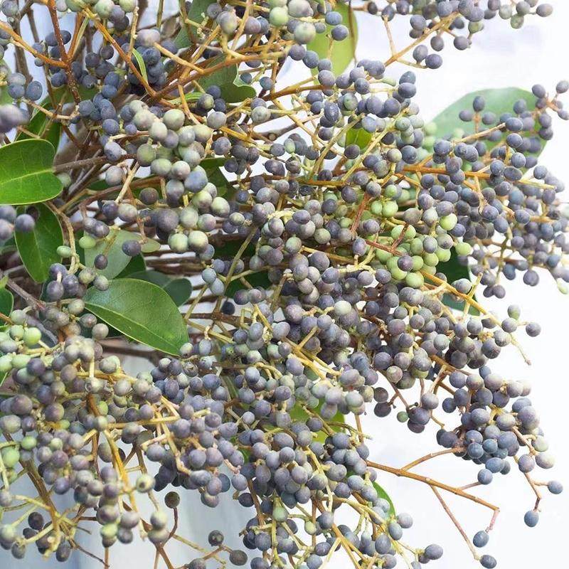 米贞果鲜花女贞果香樟果鲜切枝条云南基地直发配草新鲜水养插花,鲜花速递/花卉仿真/绿植园艺,花材,淘宝优惠券,粉丝福利购,淘宝优惠卷