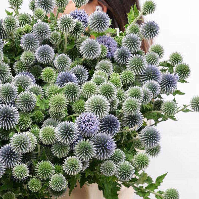 蓝星球鲜花刺芹水培花材家用插花花艺室内装饰云南直发鲜切花顺丰