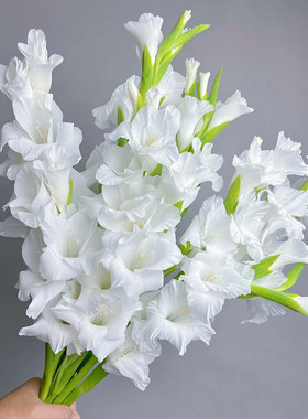 白色剑兰鲜花唐菖蒲室内水培插花云南基地直发鲜切花婚庆手捧花