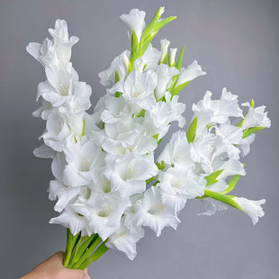白色剑兰鲜花唐菖蒲室内水培插花云南基地直发鲜切花婚庆手捧花