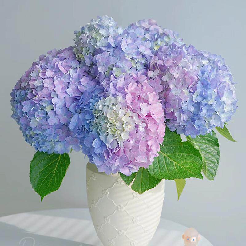 绣球鲜花水培插花云南基地直发