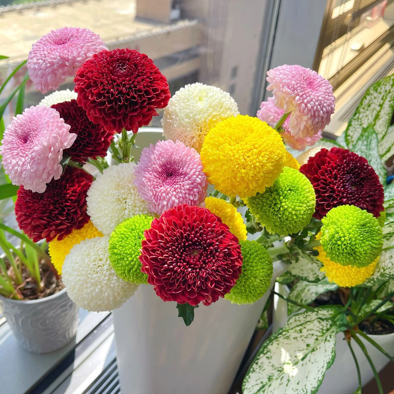 乒乓菊鲜花水培插花菊花花期长