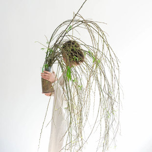 新鲜柳枝真花柳条水培植物家用插花婚庆装饰花材云南直发鲜切枝