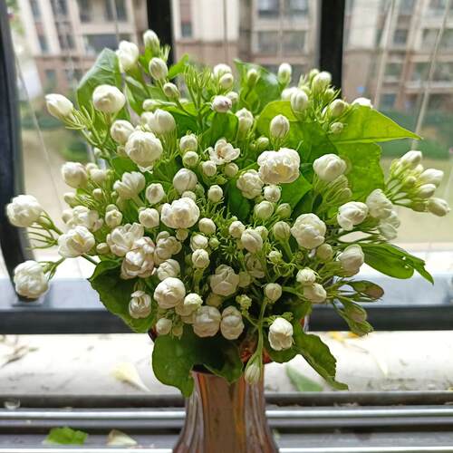 茉莉花鲜切枝云南鲜花水培植物