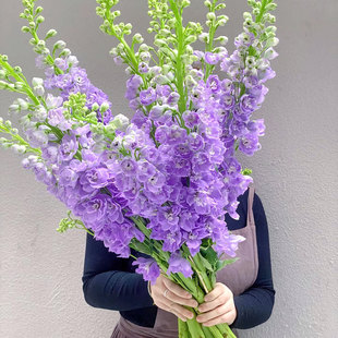大飞燕鲜花新鲜真花室内水培植物插花云南基地直发婚庆装饰鲜切花