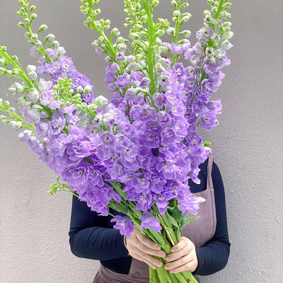 大飞燕鲜花水培插花婚庆花材云南