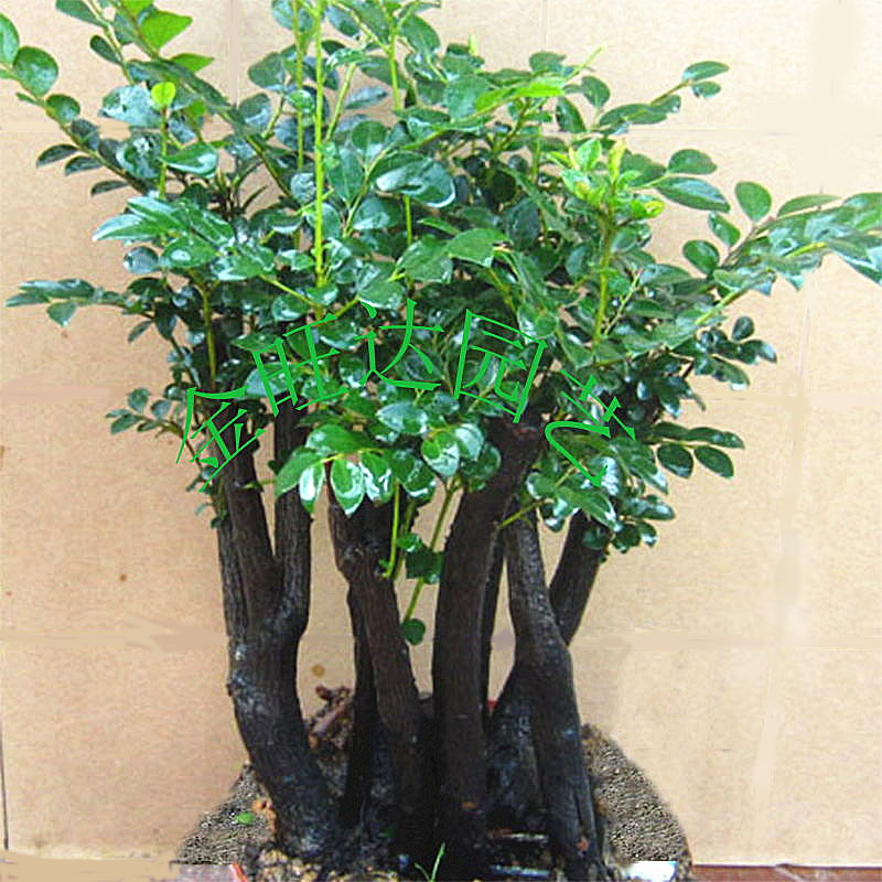 名贵黑骨茶黑檀木盆景树桩植物盆栽室内外桌面绿植小叶檀香紫檀树-封面