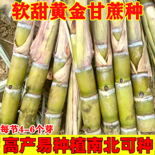广西黄金甘蔗苗种水果北方黄皮黑皮甘蔗种脆皮甘蔗苗一级甘蔗种节
