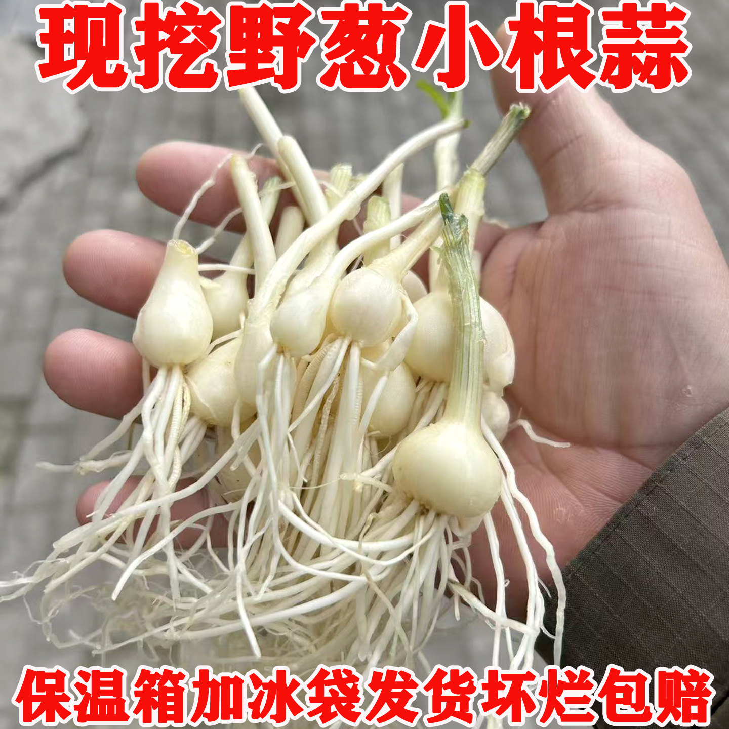 野葱新鲜野生小根蒜大脑瓜野菜野葱头野蒜当季蔬菜野韭菜胡葱沙葱,水产肉类/新鲜蔬果/熟食,葱类,淘宝优惠券,粉丝福利购,淘宝优惠卷
