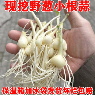 野葱新鲜野生小根蒜大脑瓜野菜野葱头野蒜当季蔬菜野韭菜胡葱沙葱