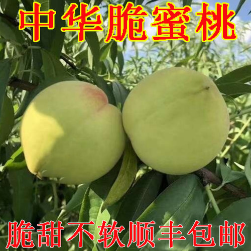中华脆蜜桃青皮桃子新鲜青桃脆桃