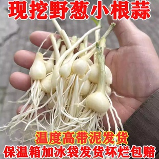 野葱新鲜野生小根蒜大脑瓜野菜野葱头野蒜当季蔬菜野韭菜胡葱沙葱