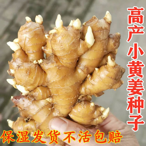 姜种带芽正宗云南小黄姜种子