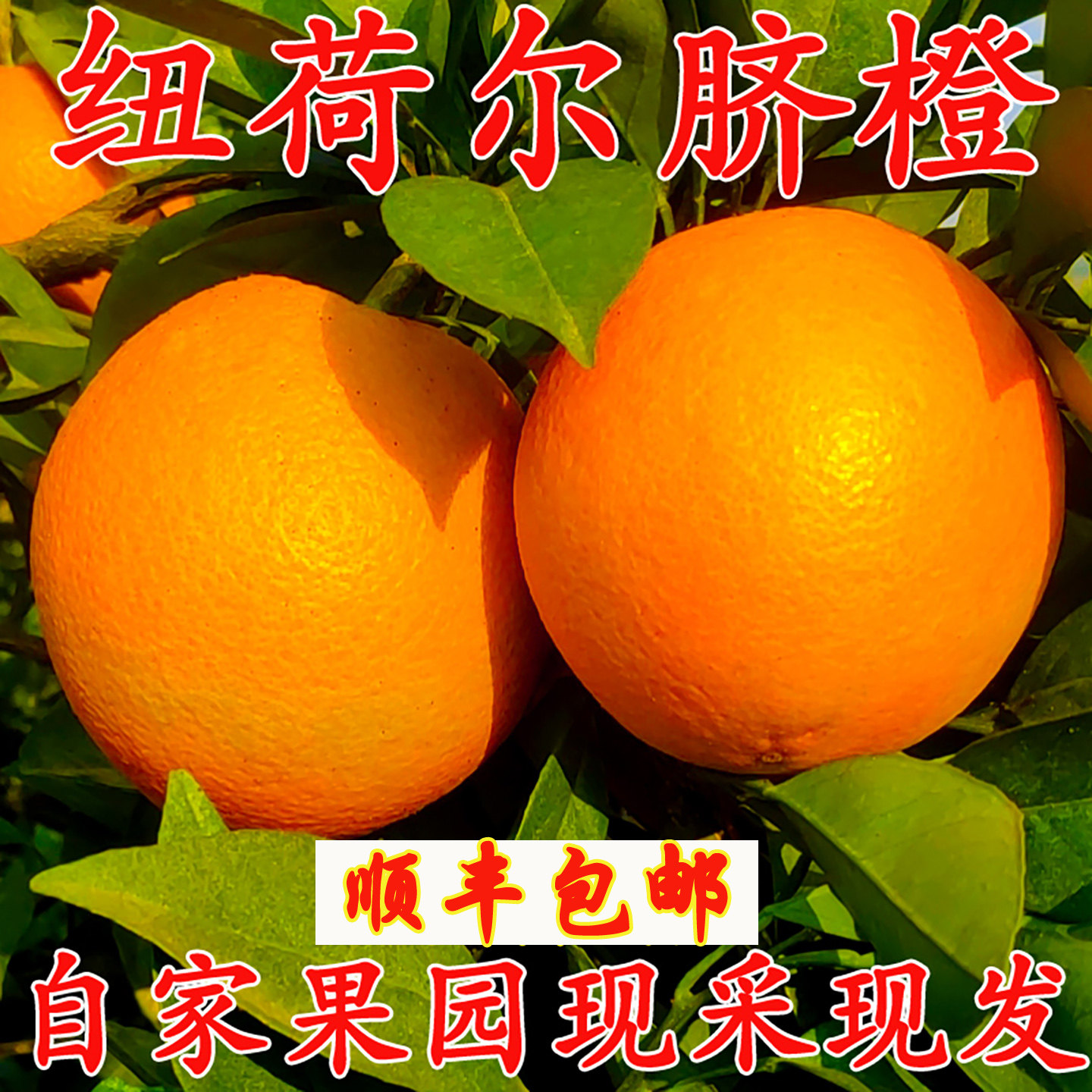 橙子新鲜10斤大果水果榨汁专用当季整箱手剥橙孕妇现摘纽荷尔脐橙